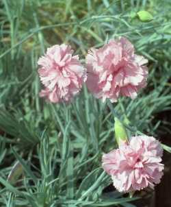 Dianthus Joy