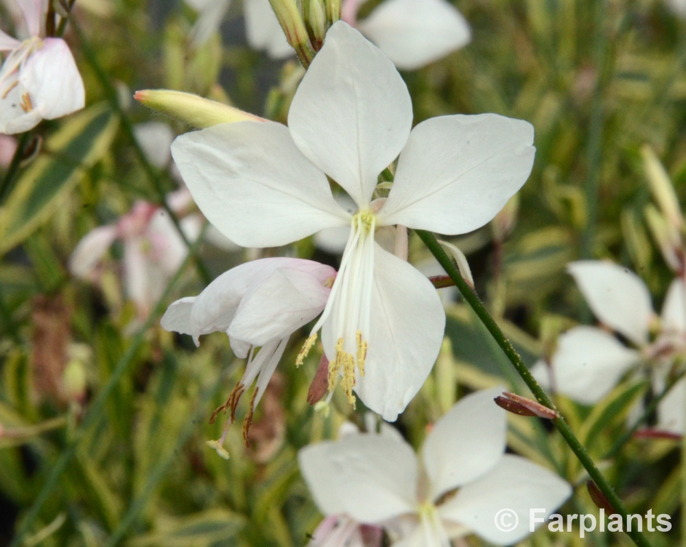 Gaura ‘Walberton’s® Gold Fountain’