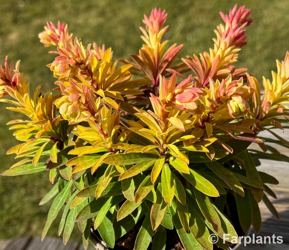 Euphorbia ‘Walberton’s® Little Treasure®’